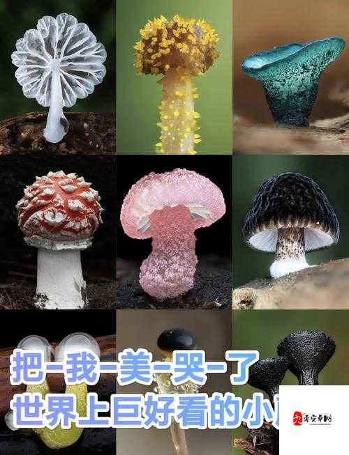 迷你世界中，蘑菇繁殖的秘密方法究竟是什么？快来揭秘！